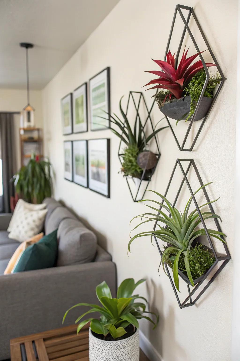 Shapes give a modern touch to air plant displays.