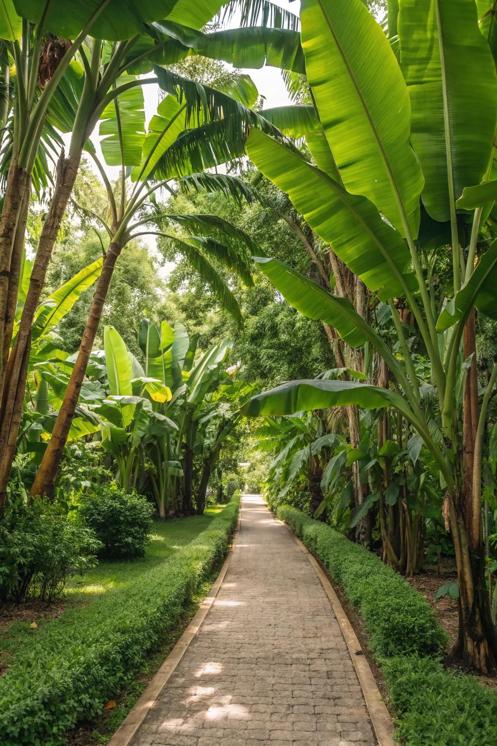 Design an eye-catching entrance with tropical fruit trees flanking your garden walkway.