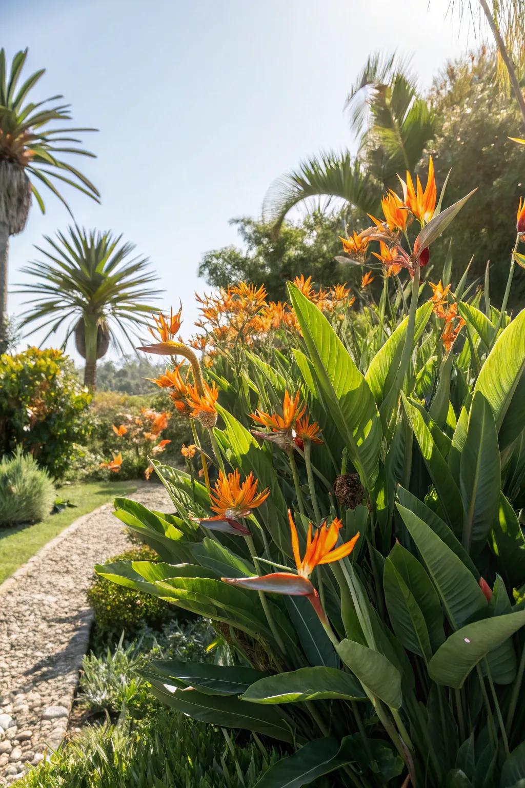 A sunlit nook transforms into a tropical paradise with clustered Bird of Paradise plants.
