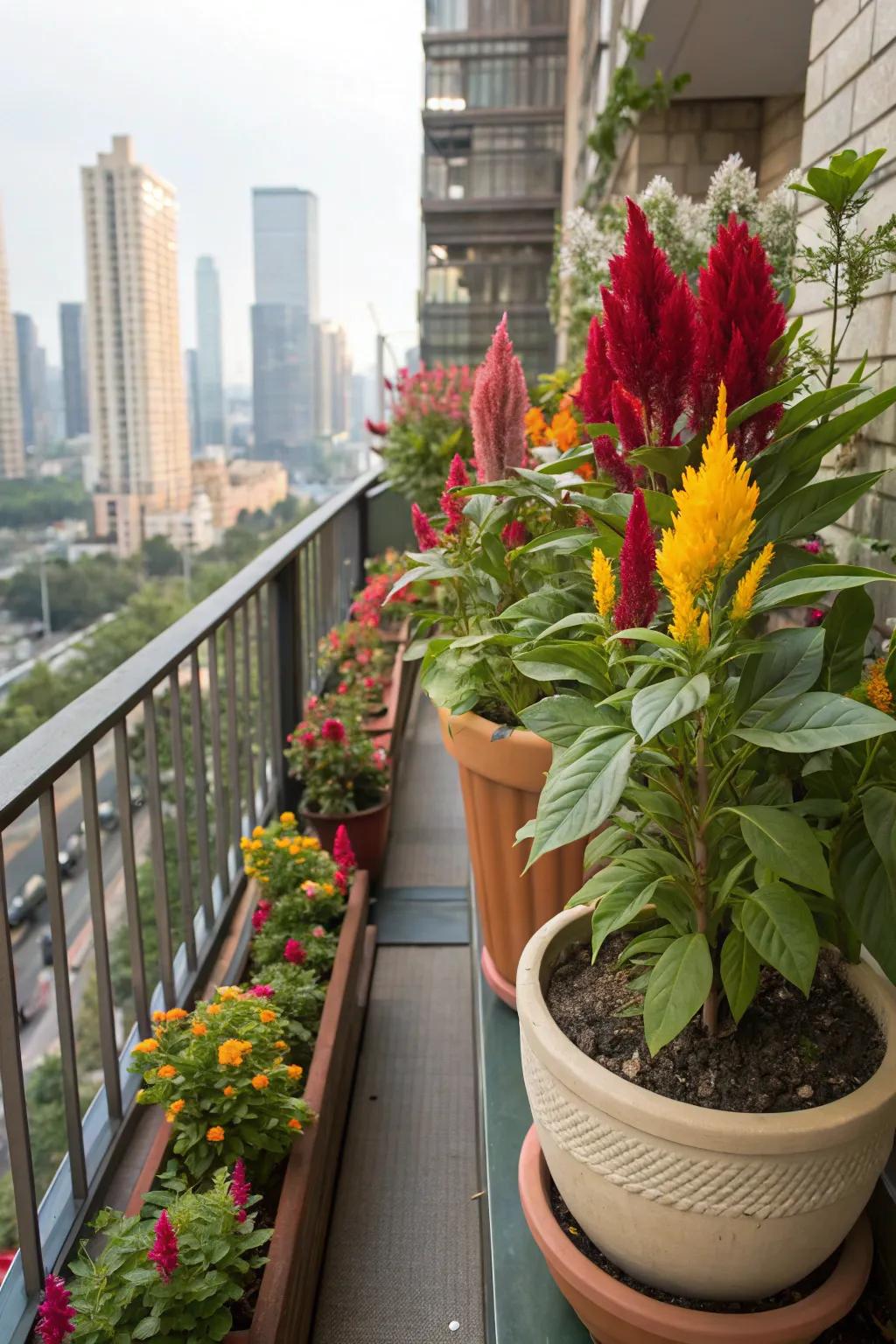 A stunning arrangement of Featherbloom displayed on a city balcony.