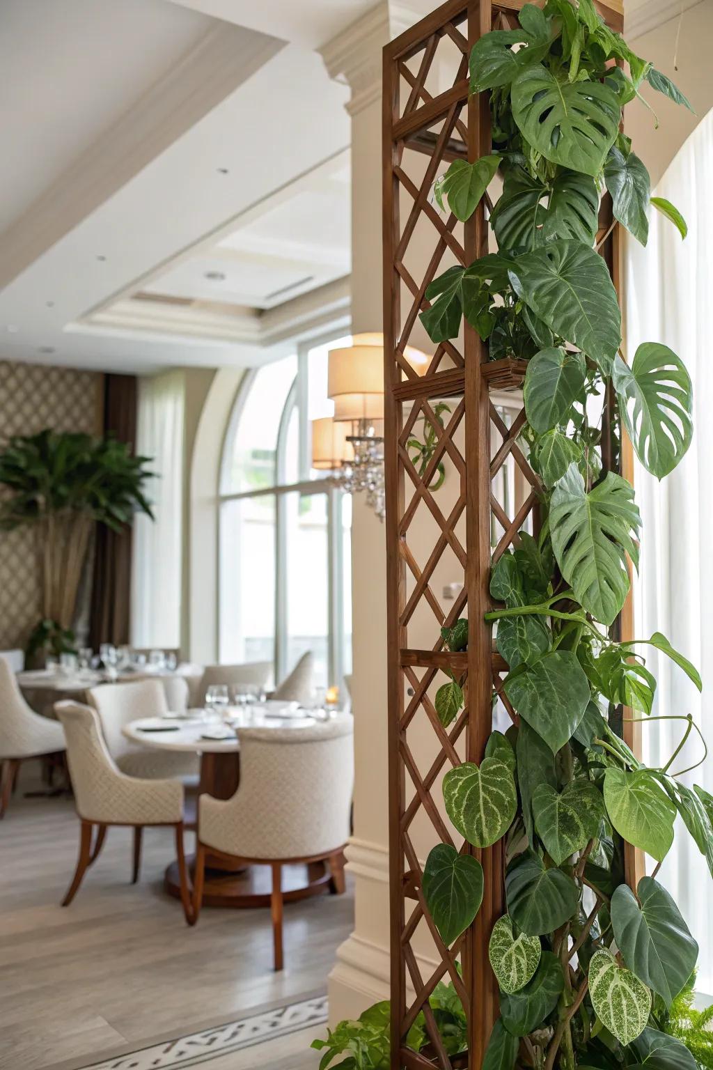 Beautify your space with a stunning support for your Monstera