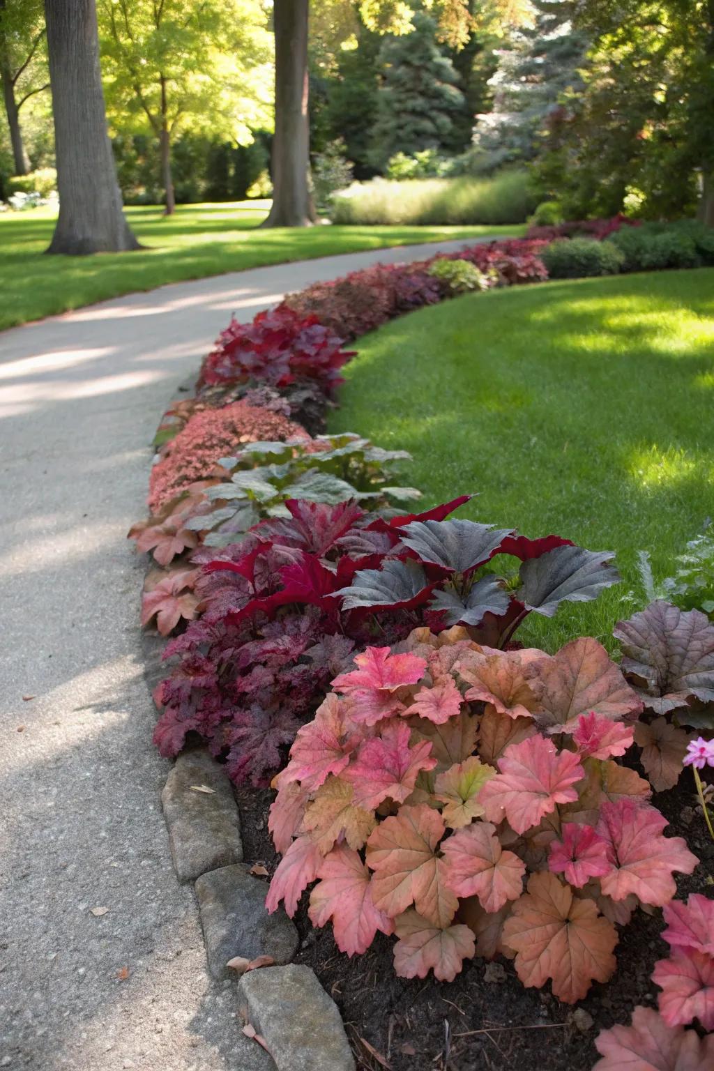 Huecheras form a breathtaking border along a garden path, displaying a rich palette of colors.