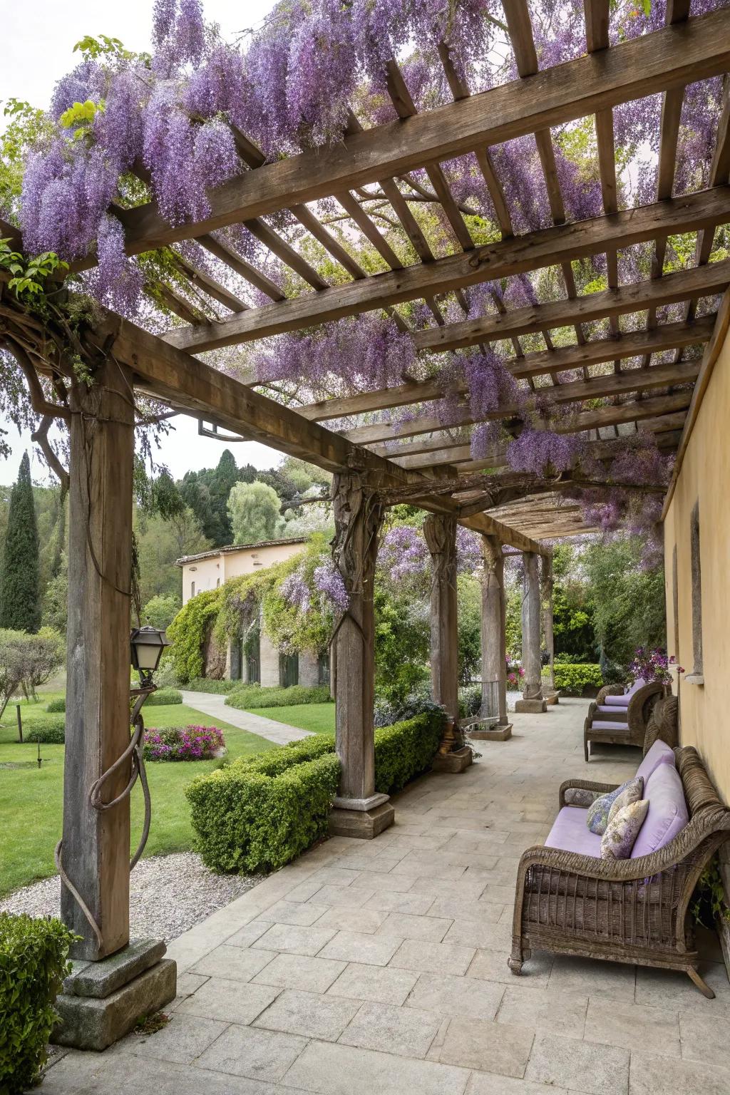 A wooden garden structure adorned with wisteria provides an elegant shaded area in the courtyard.