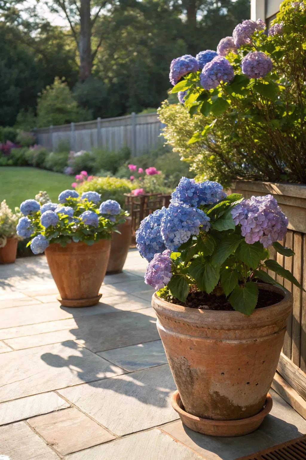 Earthenware containers imbue a rustic charm to potted hydrangeas on a bright patio.