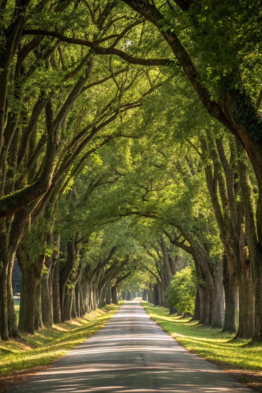 A driveway beneath a grand canopy of trees, offering a peaceful journey.