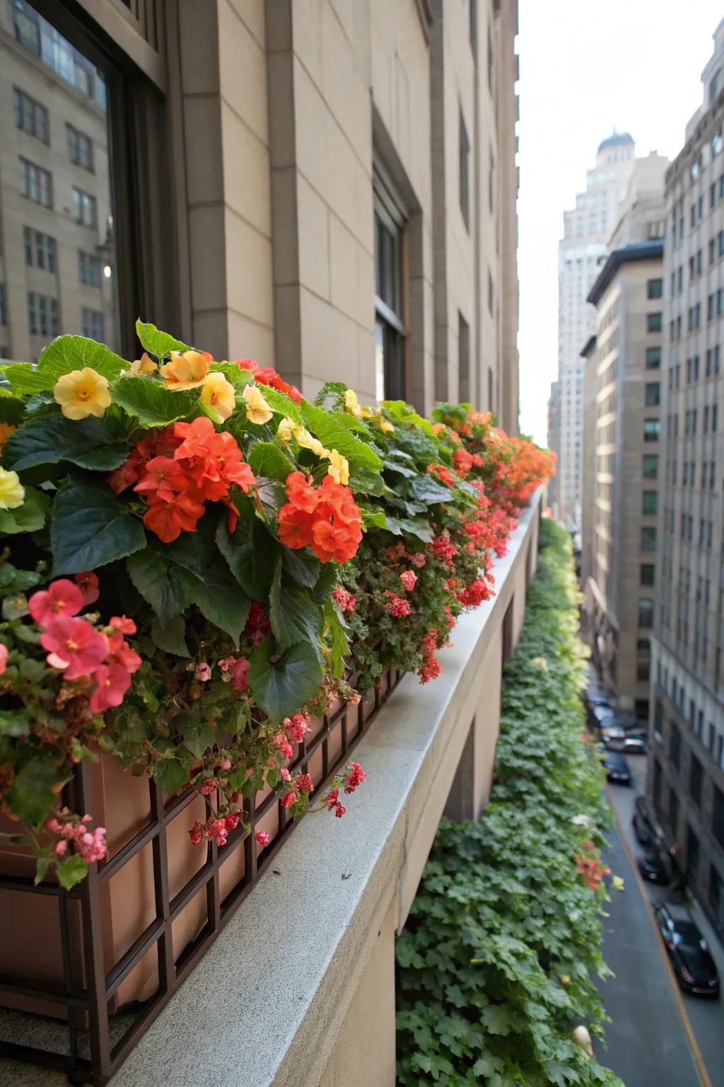 Begonias introduce a striking splash of color to window boxes in shaded spots.