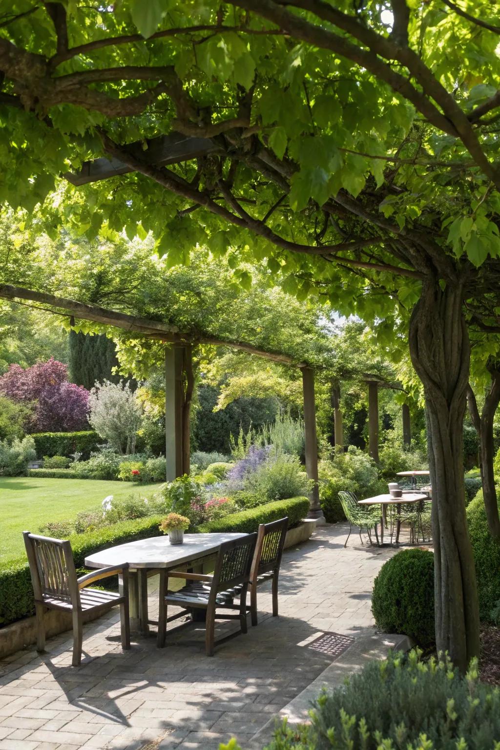 Low maintenance trees offer shade and enhance privacy effortlessly.