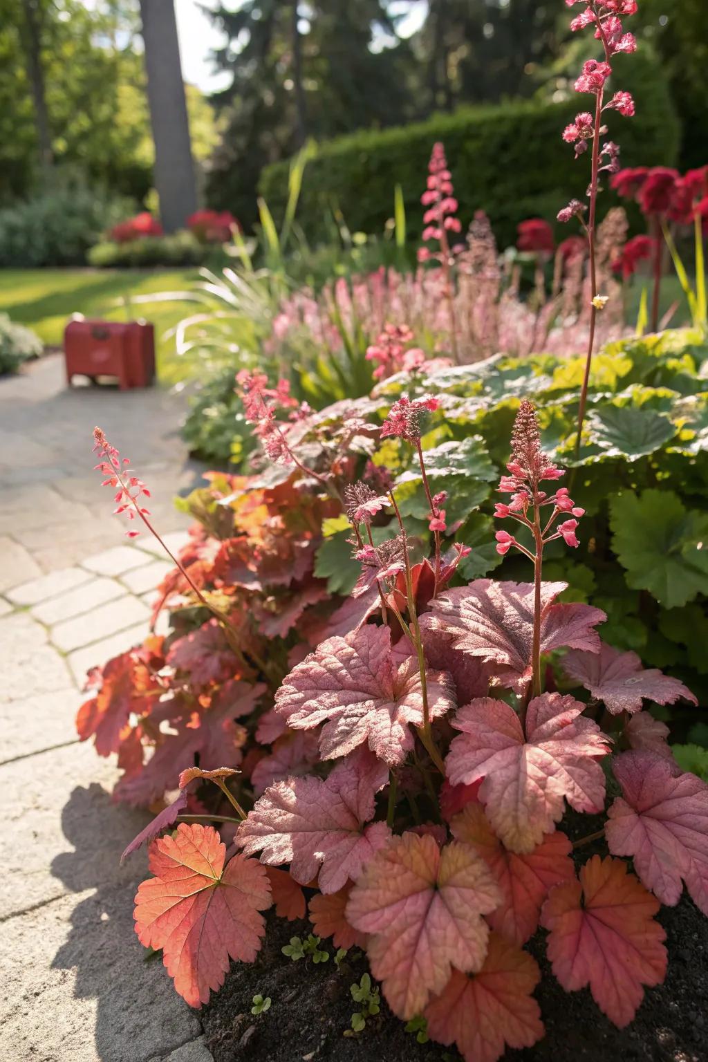 Huecheras are thriving in a sunny area, showcasing their adaptability.