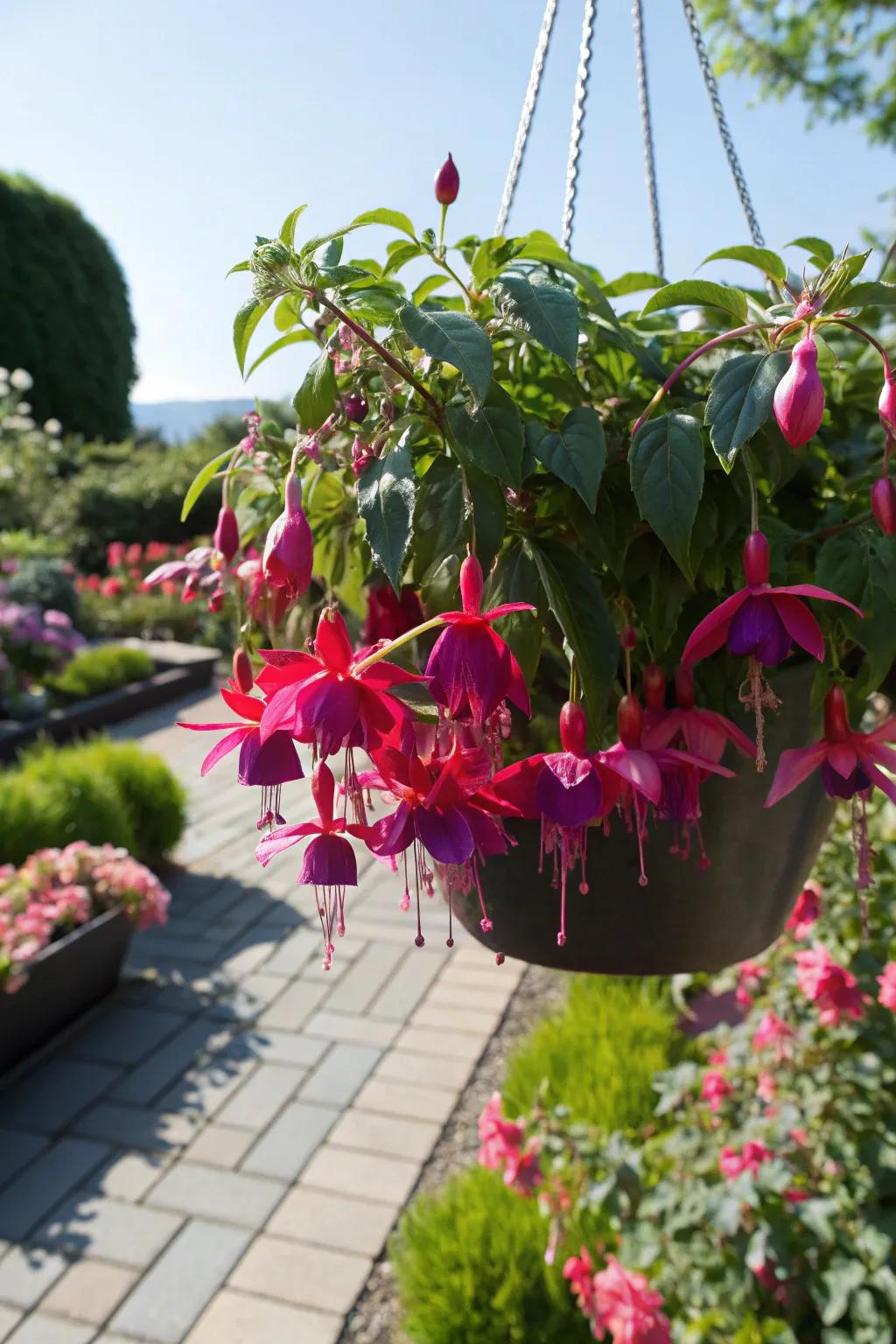 Fuchsia delivering a vibrant showcase in full sunlight.