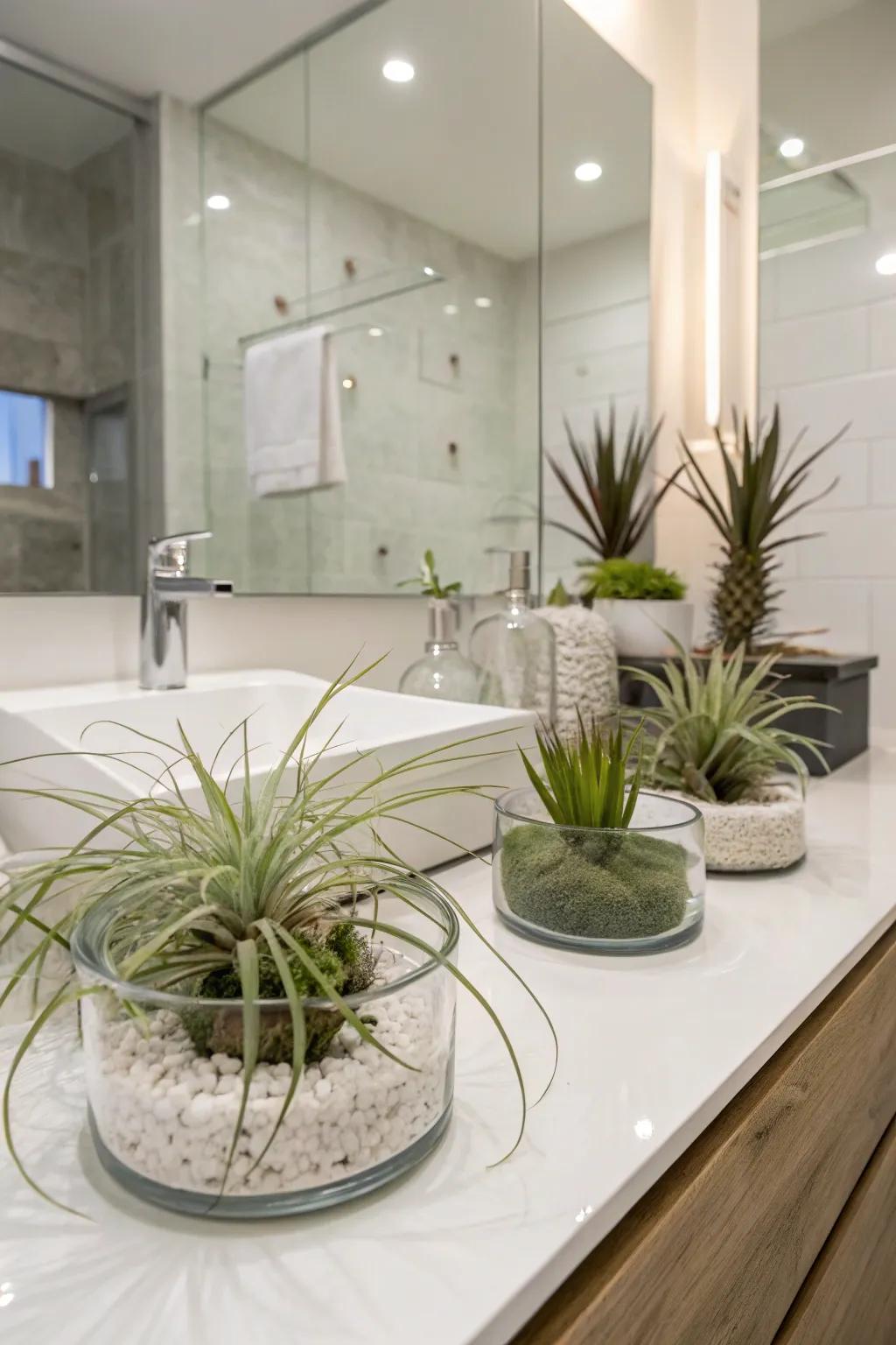Epiphytes in crystal vessels bring a minimalist and chic feel to your space.
