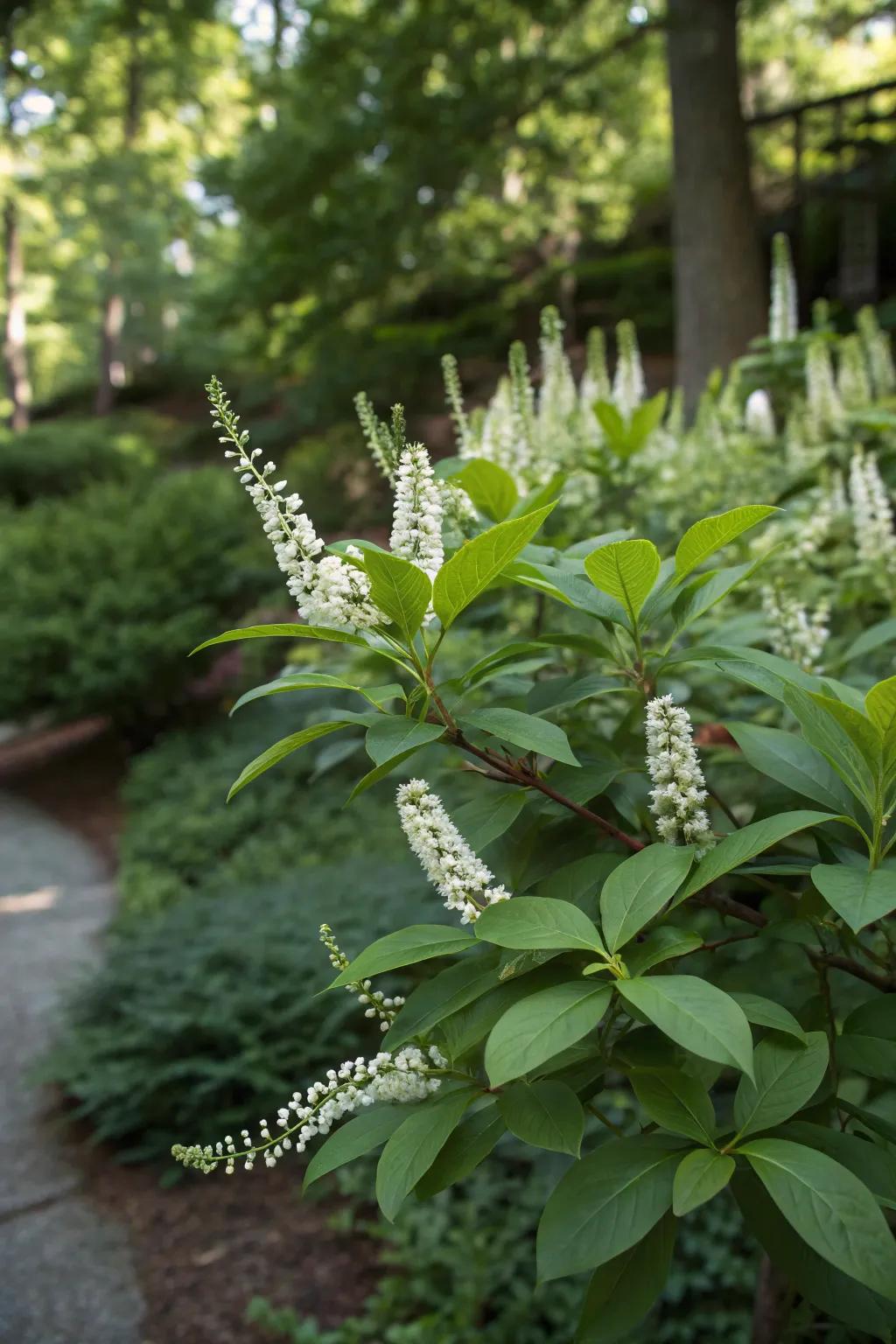 Virginia sweetspire delivering fragrance and vivid fall colors.