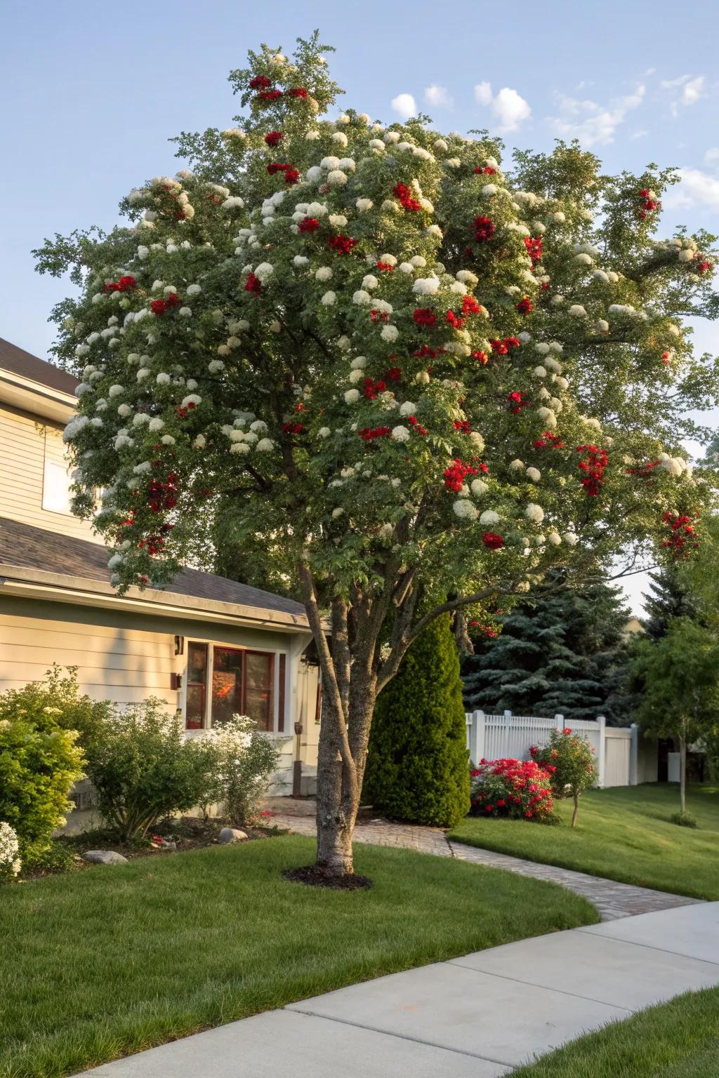 Dazzling peak ash attracting feathered friends and adding color to a yard.