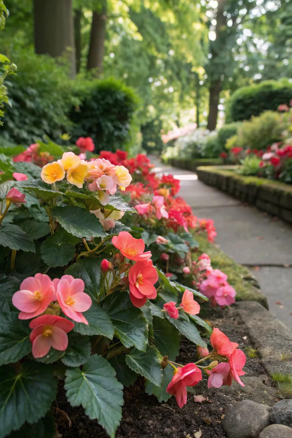 Begonias are ideal for injecting color into shaded garden spaces.