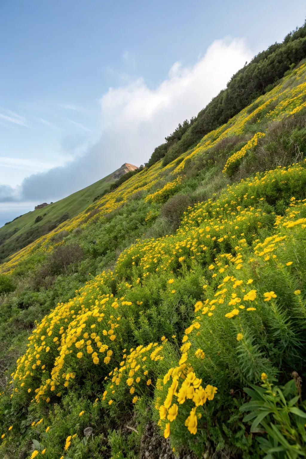 Hypericum adds a sunny disposition to garden slopes.