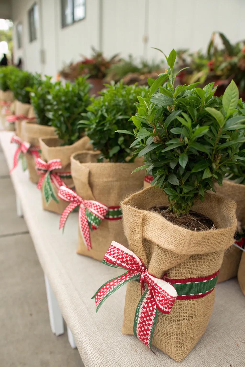 Hessian proffers an endearing, countryside nuance to your spectacles.