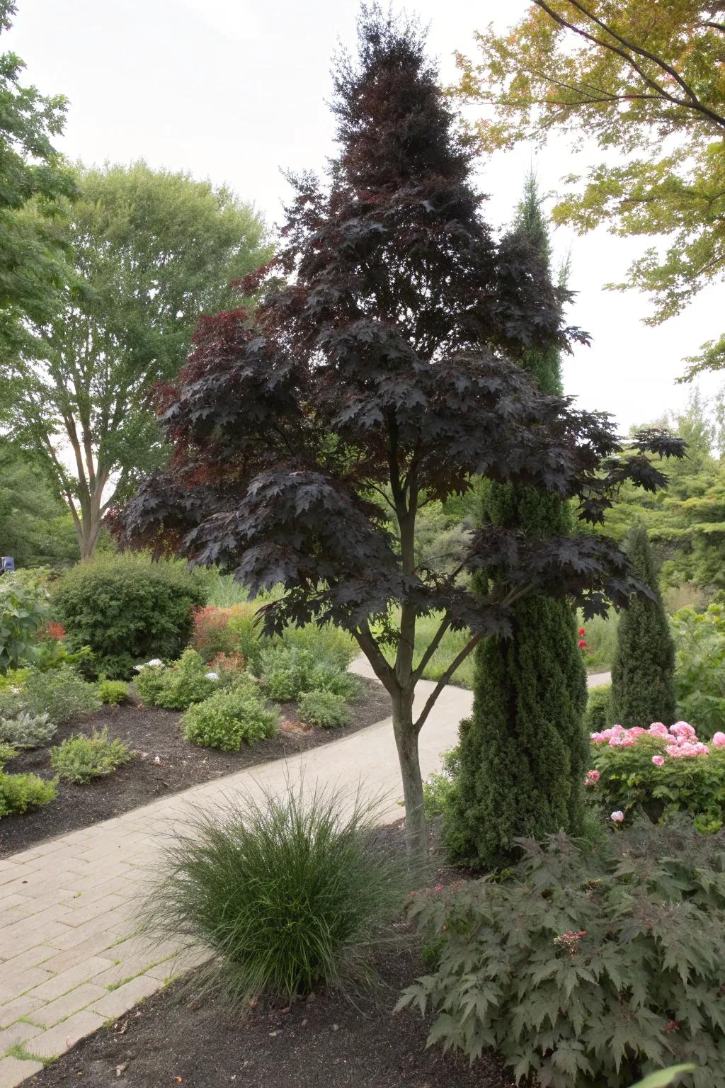 Black-leaved arborvitae incorporate enigma and profundity to shaded gardens.