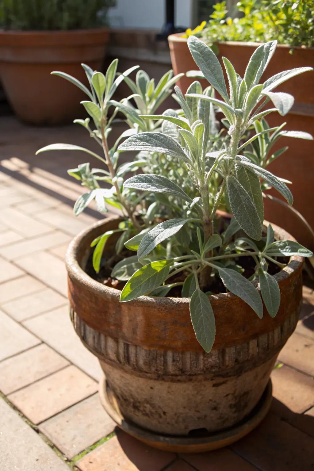 Garden sage contributing silvery sophistication in the sunlight.