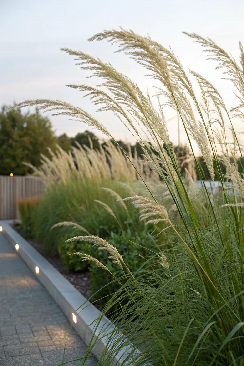 Tall grasses serve as a natural privacy screen in gardens.