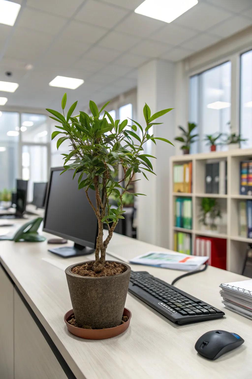 Elevate your workspace via a disposition-enhancing flora.