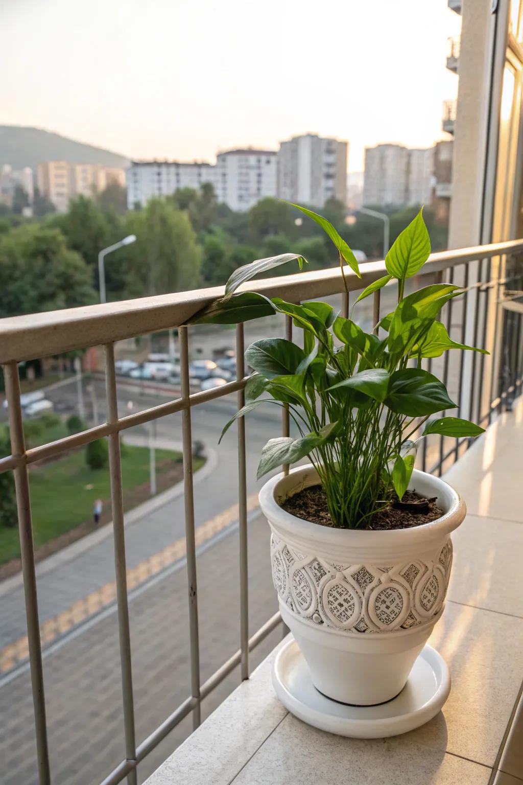 Add greenery to his space with a porcelain plant container.