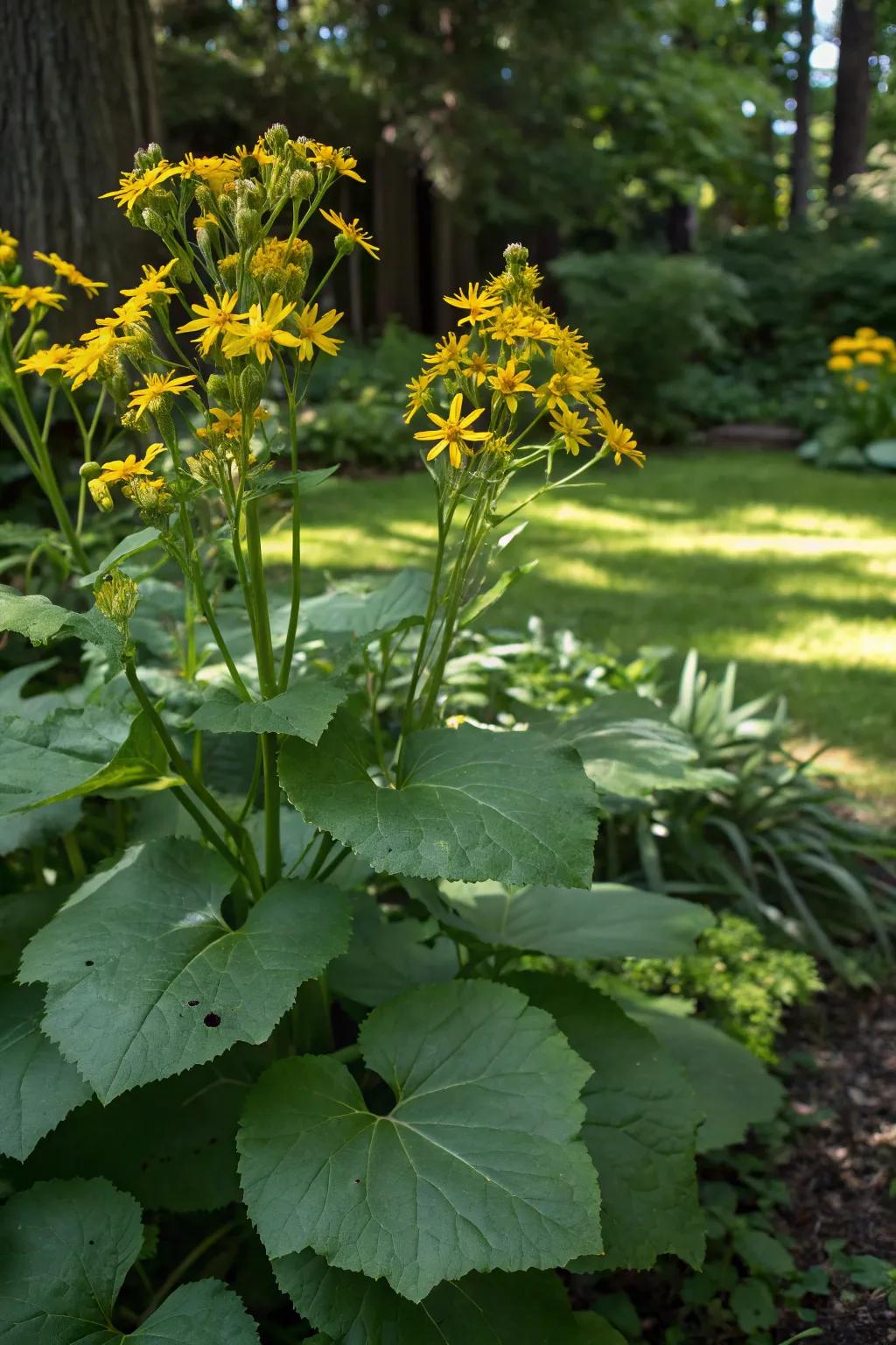 Leopard plant introducing striking contrast in texture and tone.