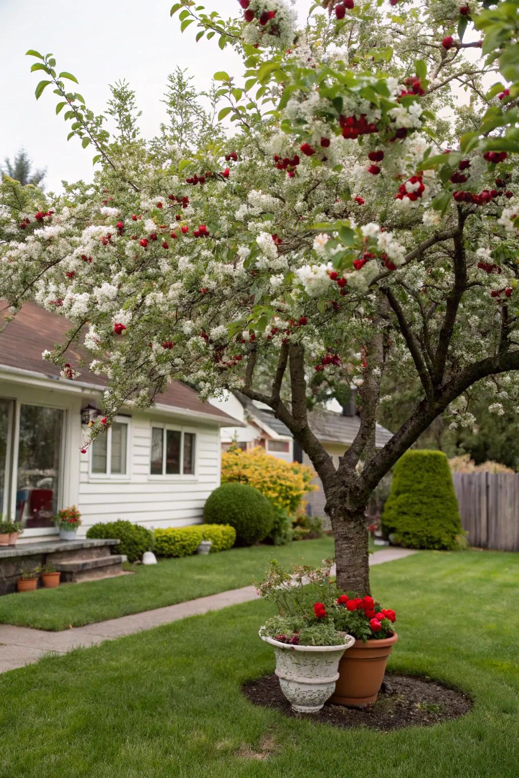 Glen cherry tree offering fruit and floral beauty to a yard.