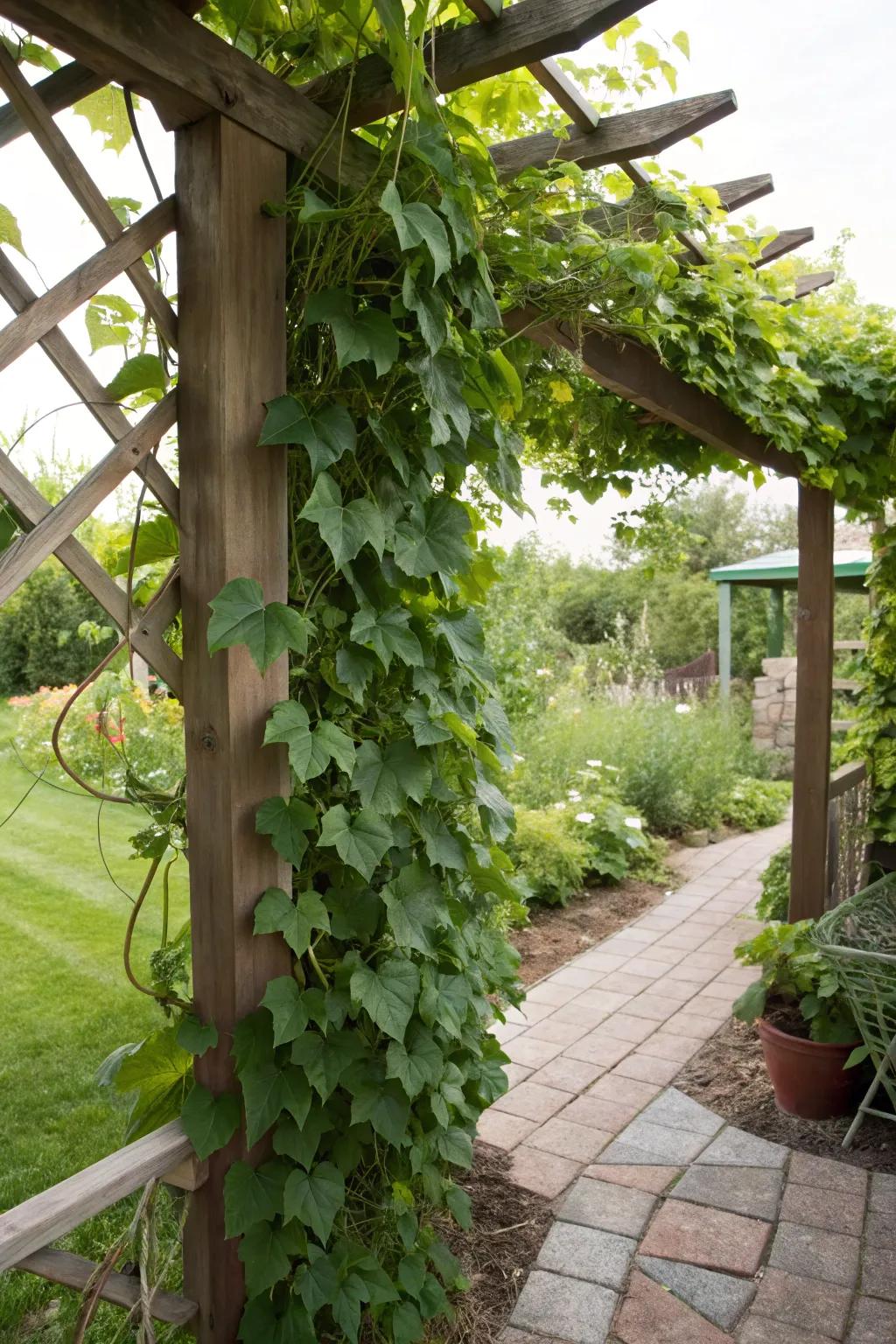 A trellis blanketed in lively vines, adding privacy and color.