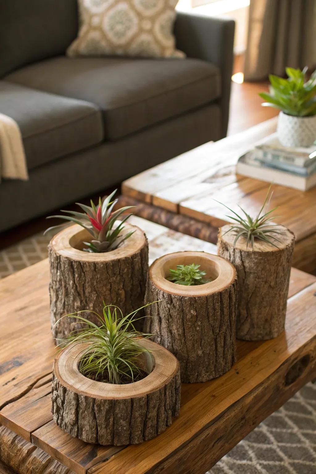 Empty wood pieces give a grounded charm to air plant displays.