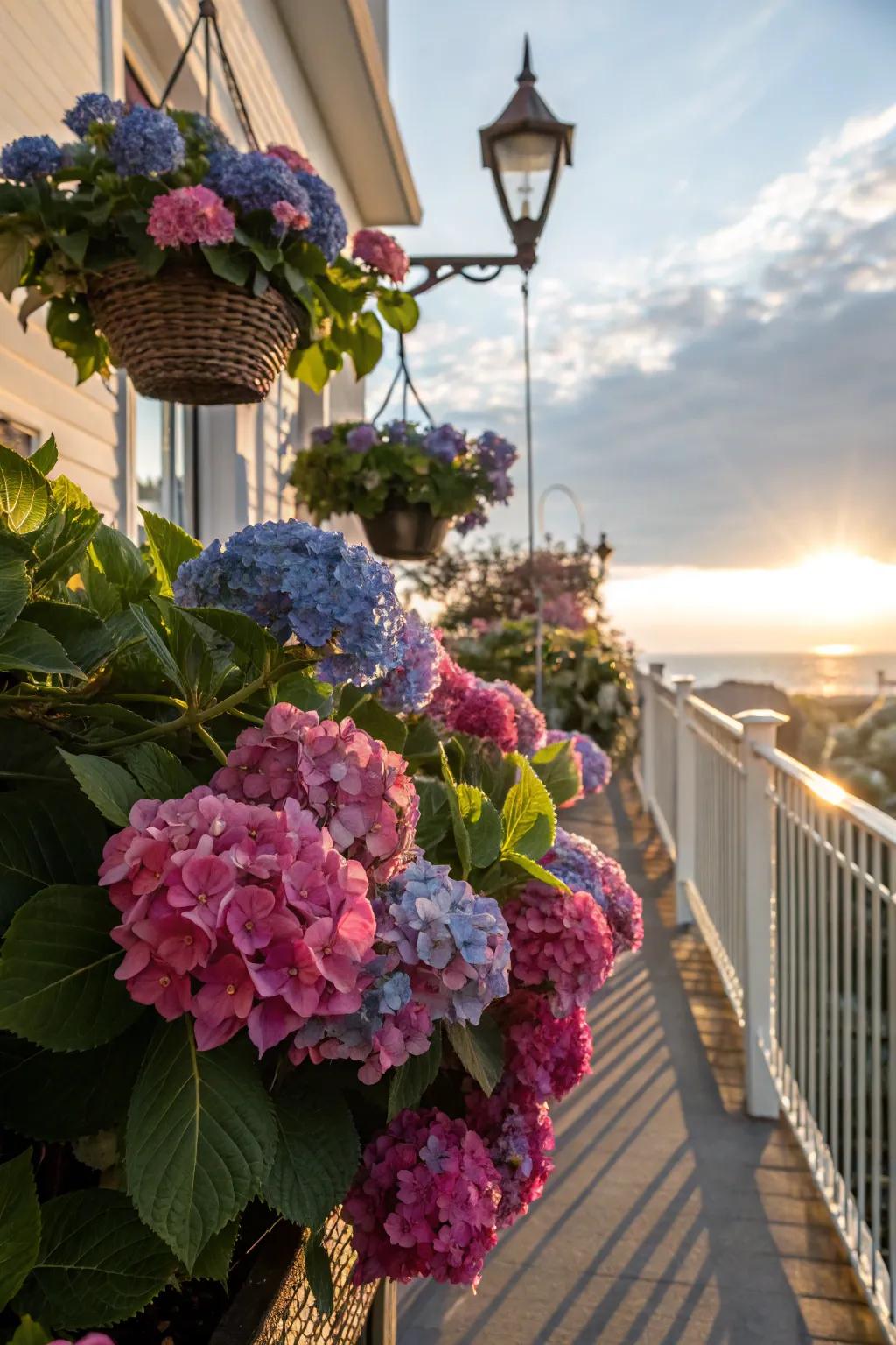 Hydrangeas creatively shown in hanging baskets on a deck.