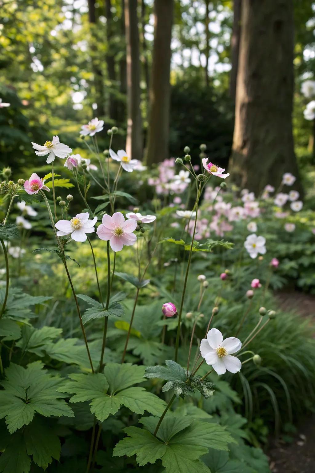 Japanese anemones bestowing late-season flowers upon shaded gardens.