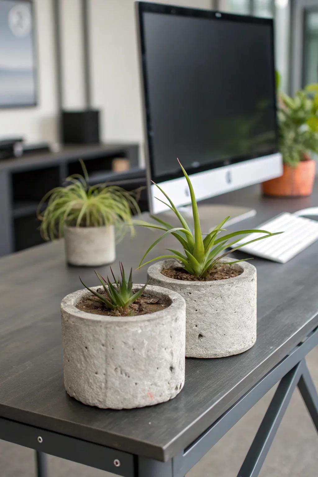 Stone-like planters give a modern industrial touch to air plant displays.