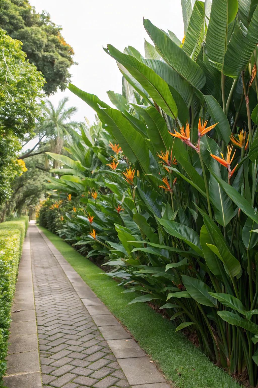 Incorporate seclusion and beauty with a Bird of Paradise display.