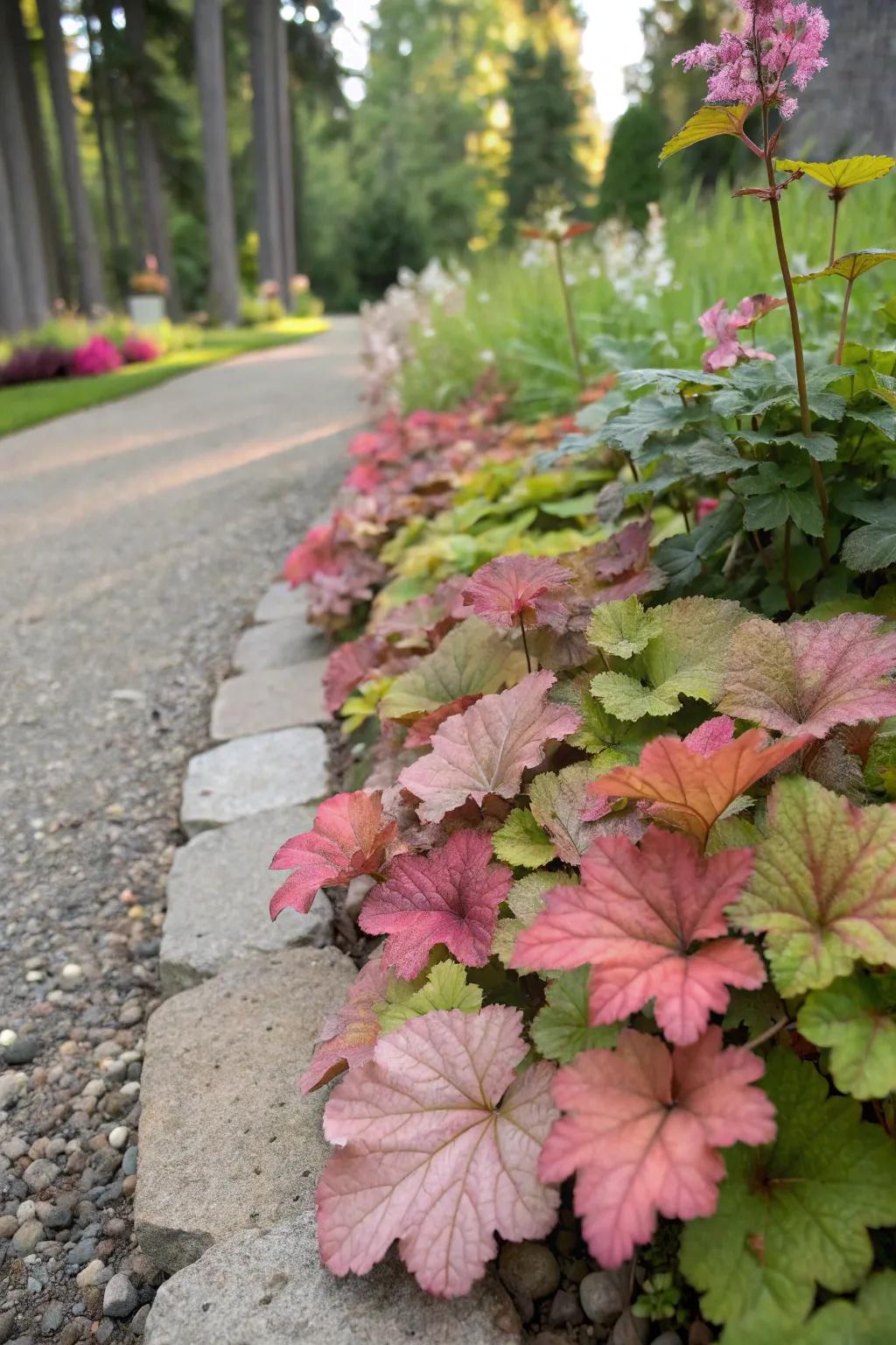 Huecheras used as colorful trimming along a garden sidewalk.
