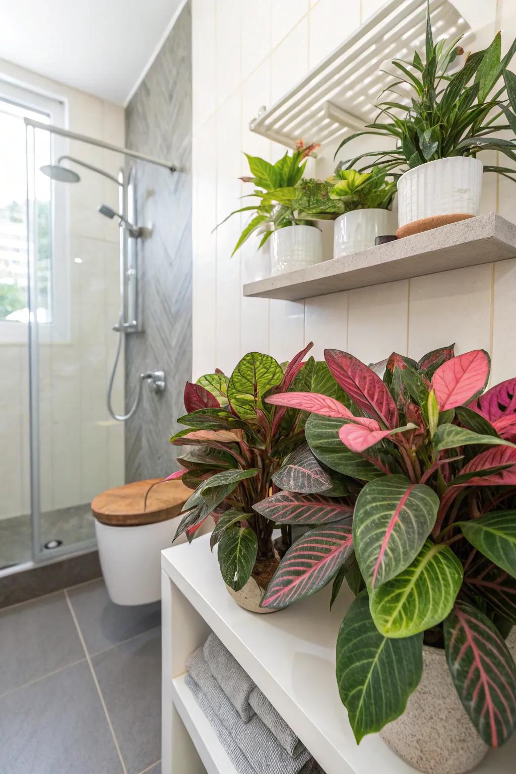 Calatheas inject a burst of hue through their vibrant leaflets.