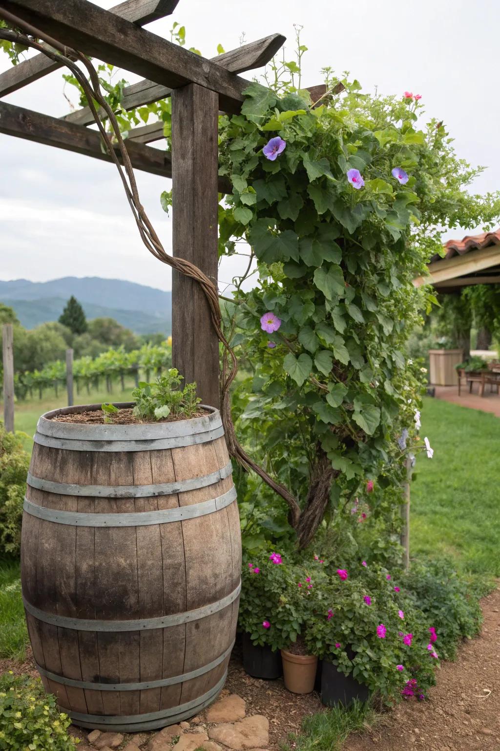 A vertical garden marvel enhanced by a trellis and wine barrel.