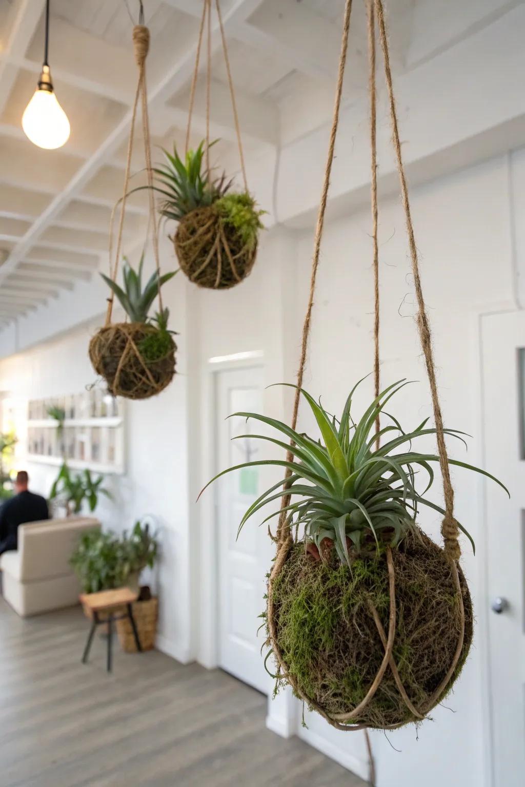 Elegant kokedama air plants suspended in a serene environment.