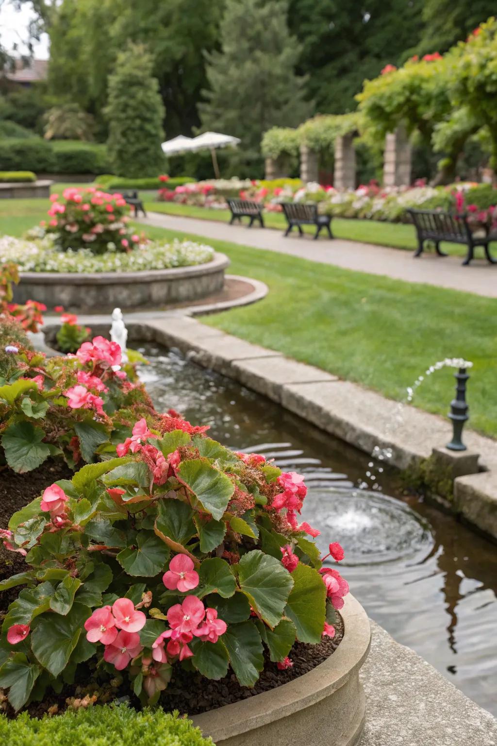 Begonias increase loveliness and peace alongside water features.
