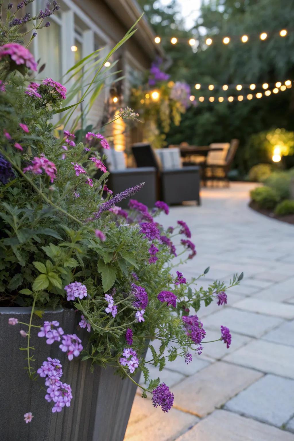 Bloom Cascade and Flutterby Plant establish a stunning pair within a container garden.