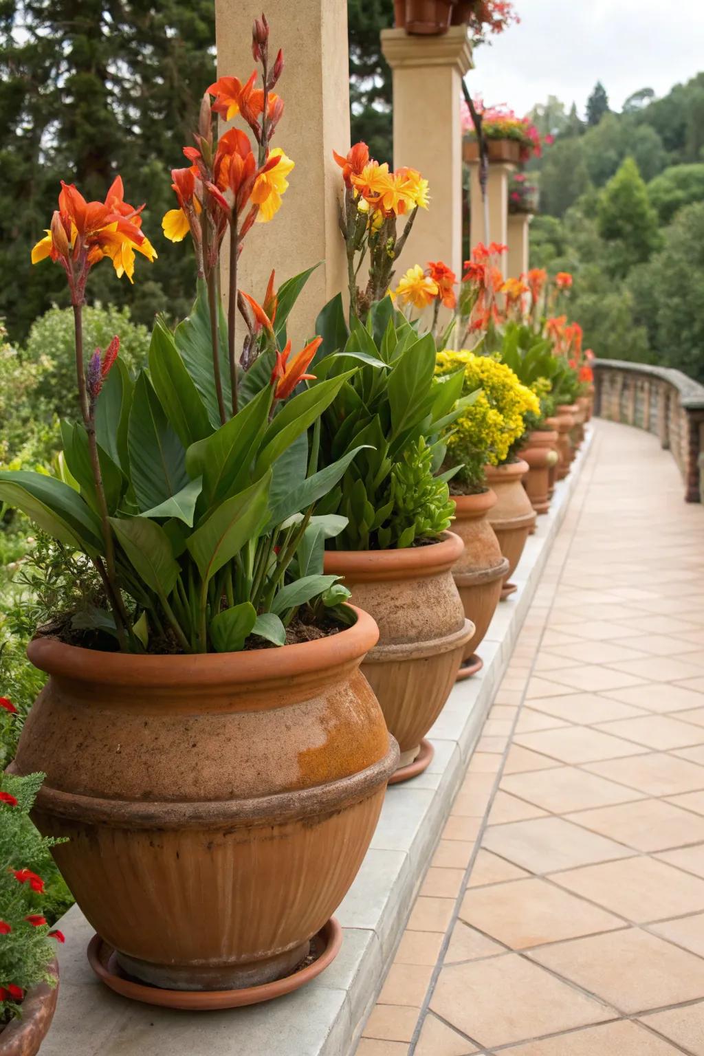 Timeless charm with pinta lilies in terracotta pots.