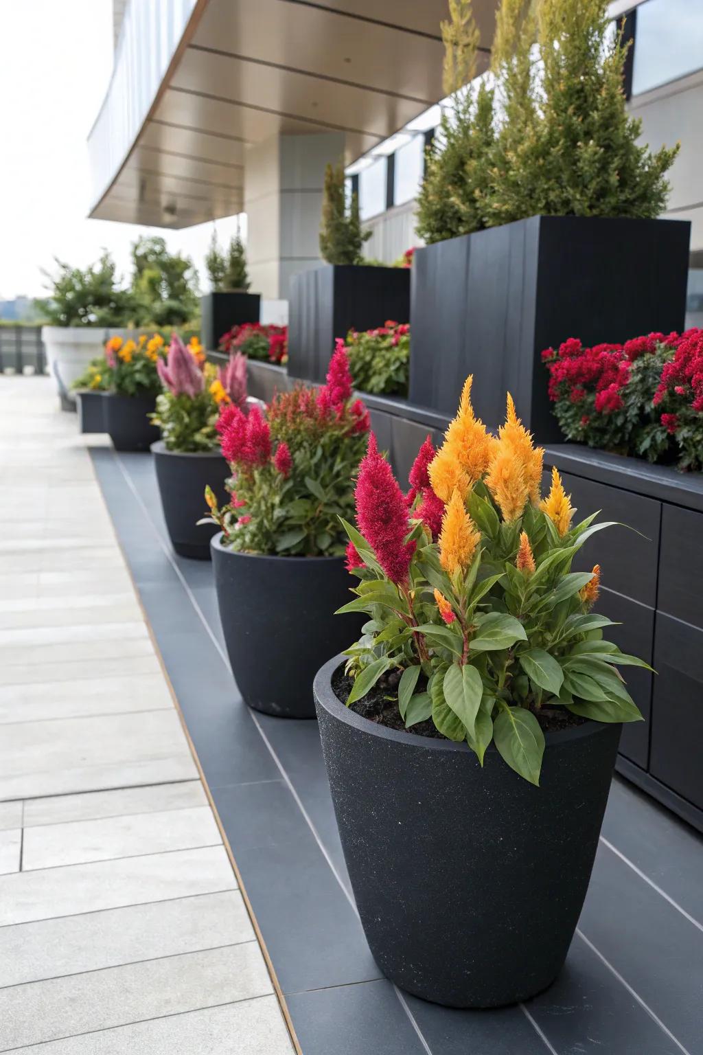 Ebony vessels introduce elegance and enable Featherbloom pigments to emerge.