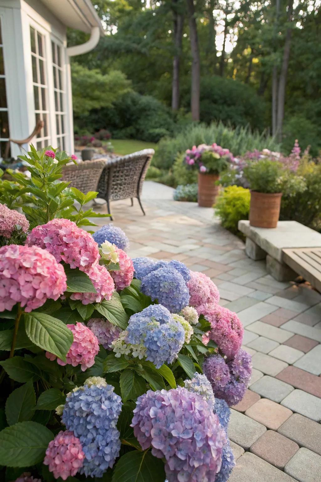 Colorful bunches of hydrangeas creating a vibrant backyard display.