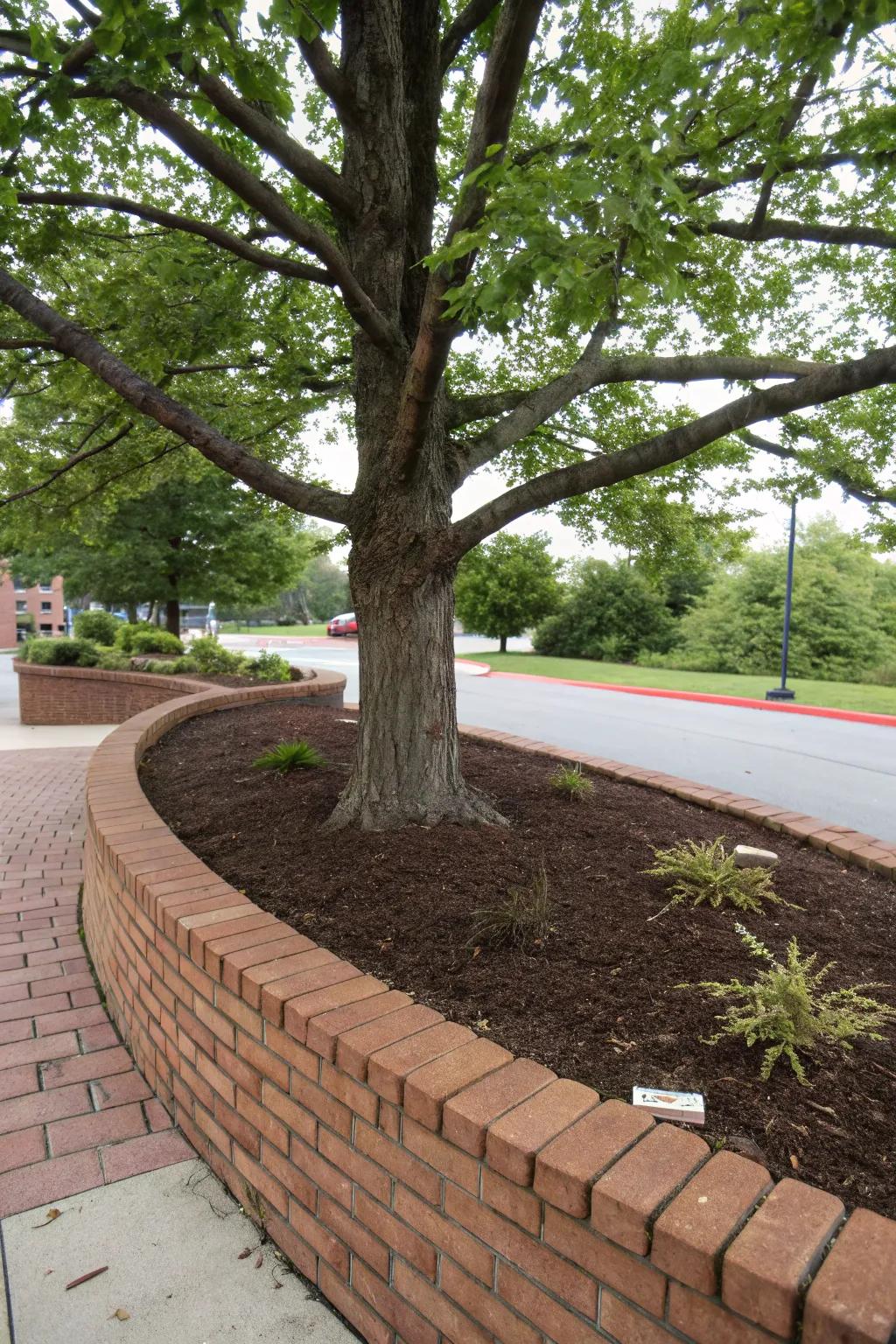 Brick or stone edging provides a clean, defined border for trees.