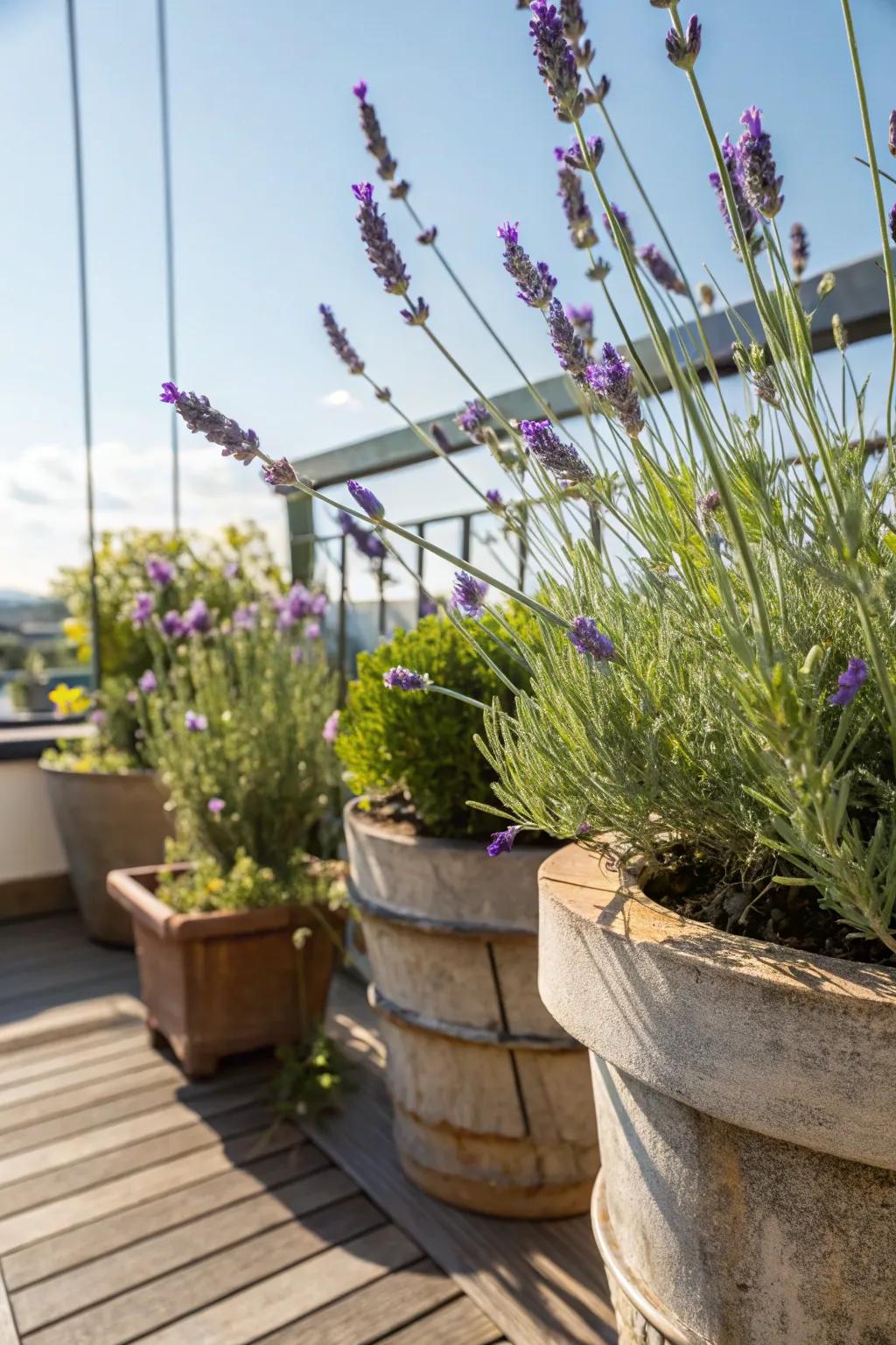 A delightfully fragrant lavender herb garden.