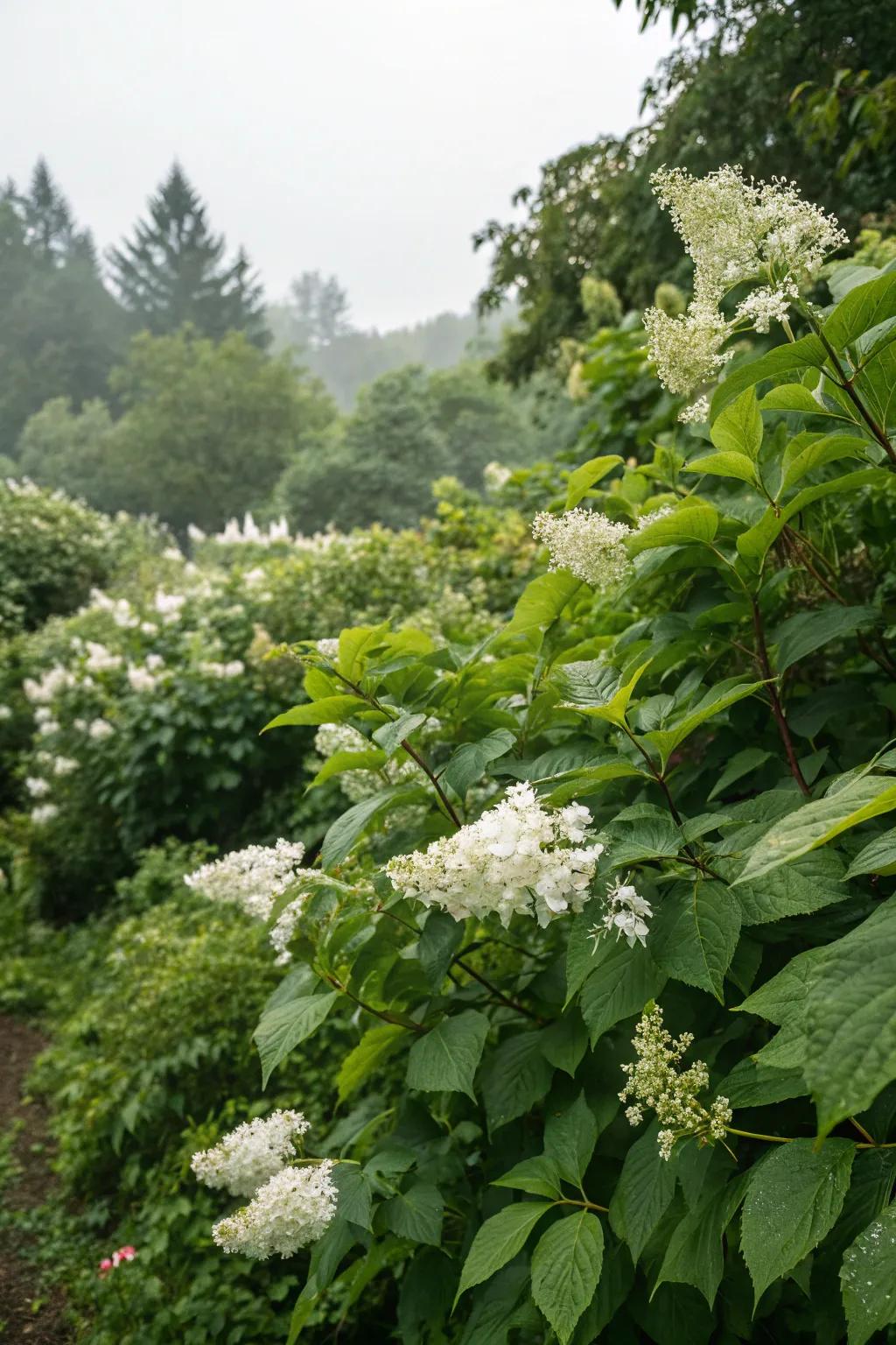 Verdant foliage backdrops make albino blooms pop.