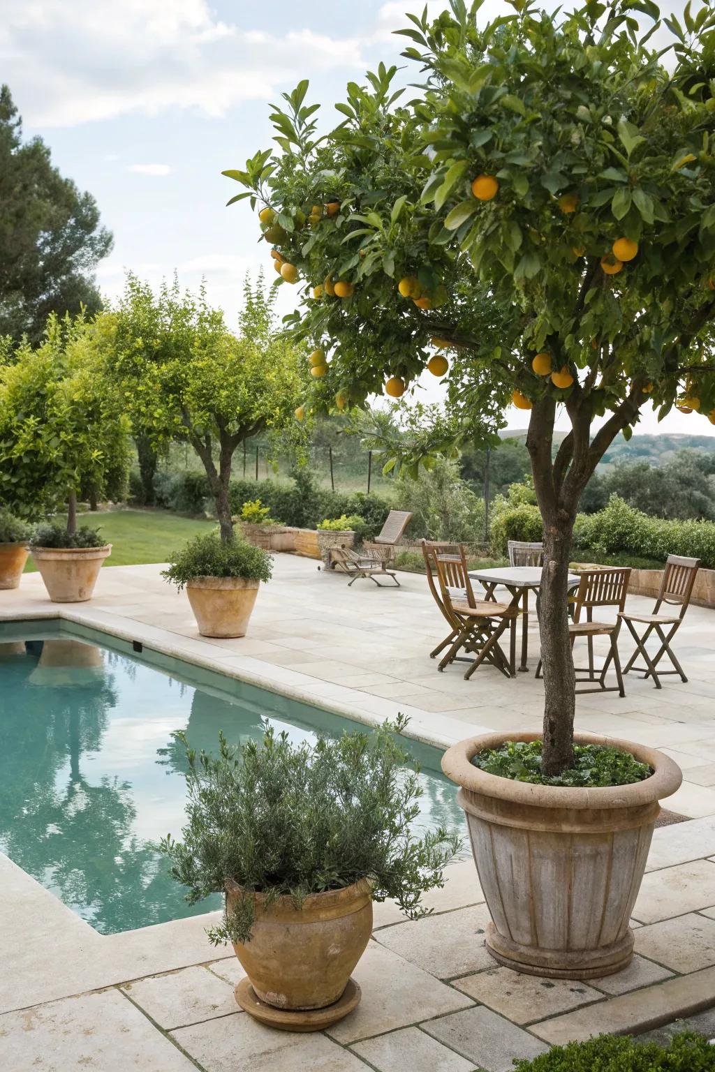 Add a refreshing element using potted orchard trees near the pool.