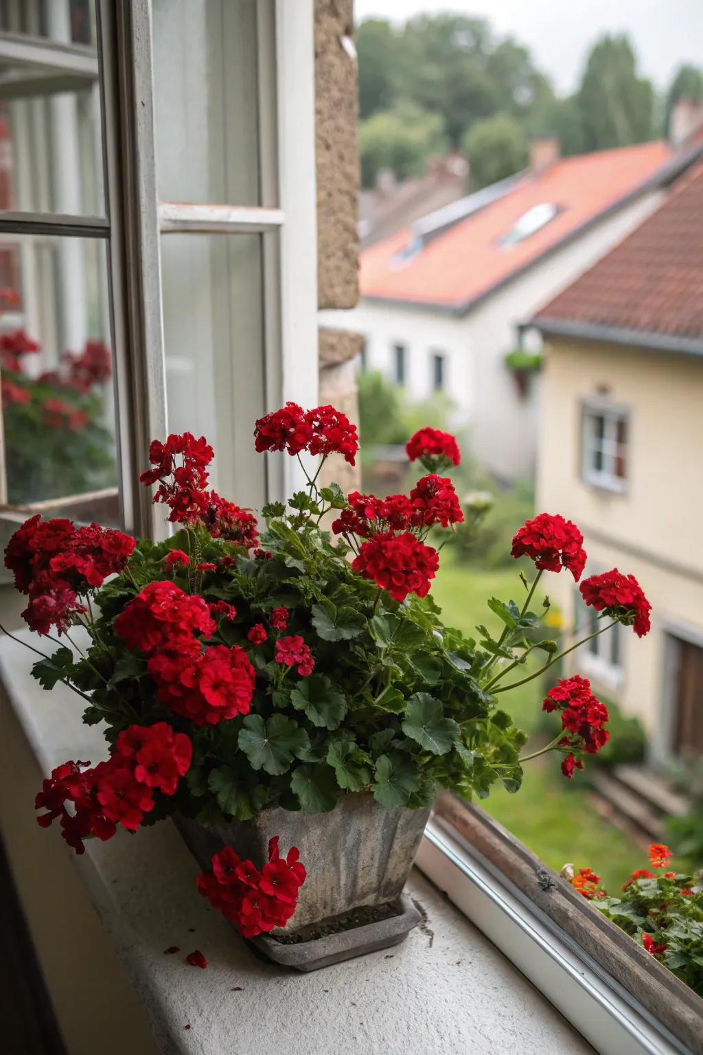 Romantic reds with deep storksbills.