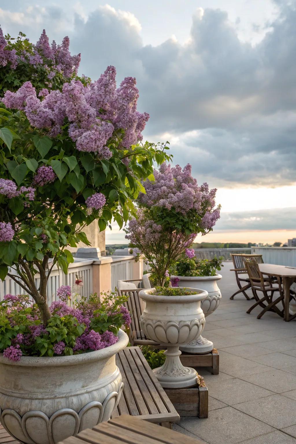 Container-grown lilacs offer versatility and beauty on patios.