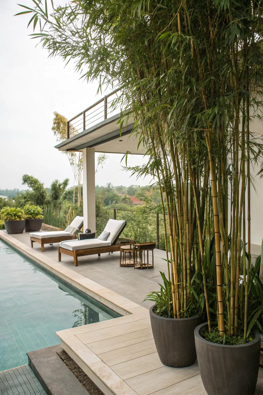 Ensure privacy and flair using a border of bamboo plants.