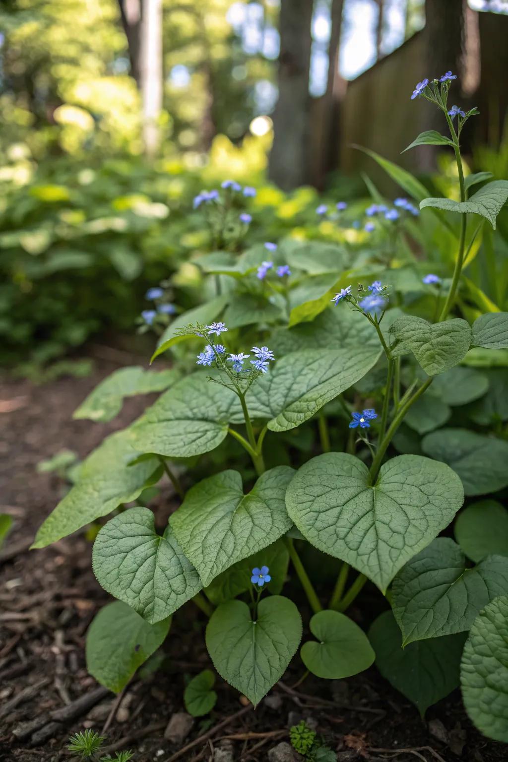 Siberian bugloss crafting a rich tapestry across shaded gardens.