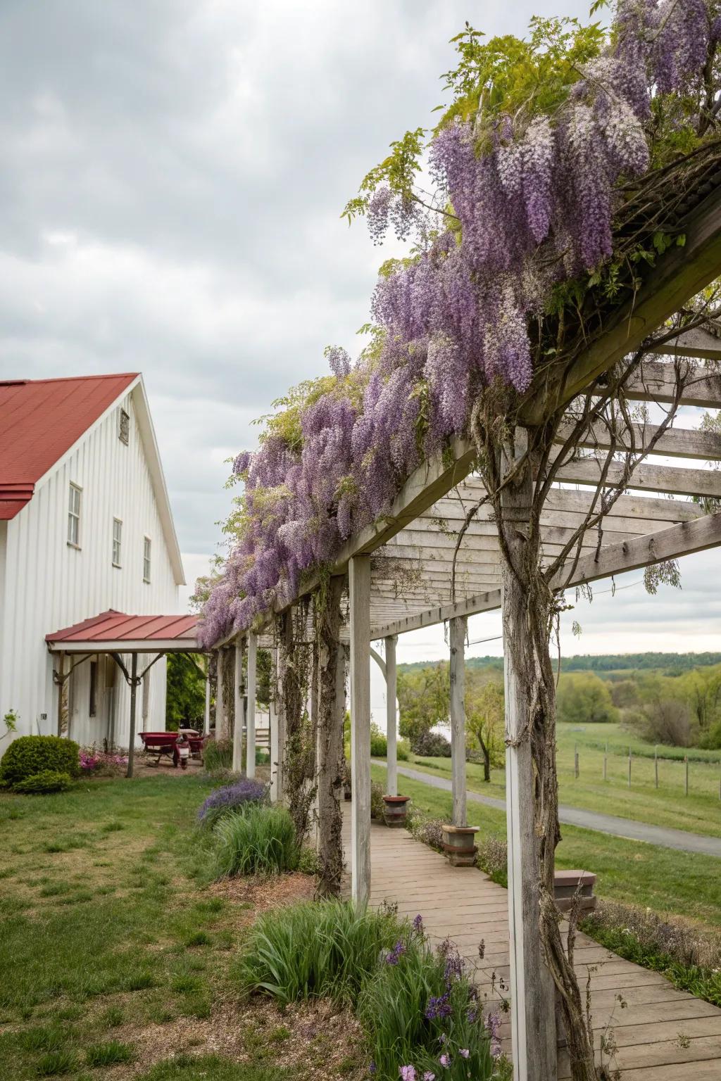A pergola with vines fashioning a shaded sanctuary.